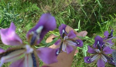 豐寧壩上草原,豐寧京北草原