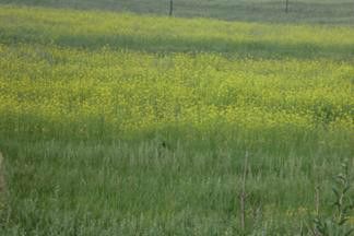 豐寧壩上草原,豐寧京北草原