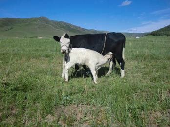 豐寧壩上草原,豐寧京北草原
