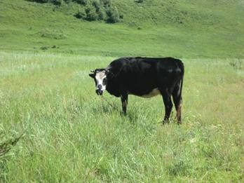 豐寧壩上草原,豐寧京北草原