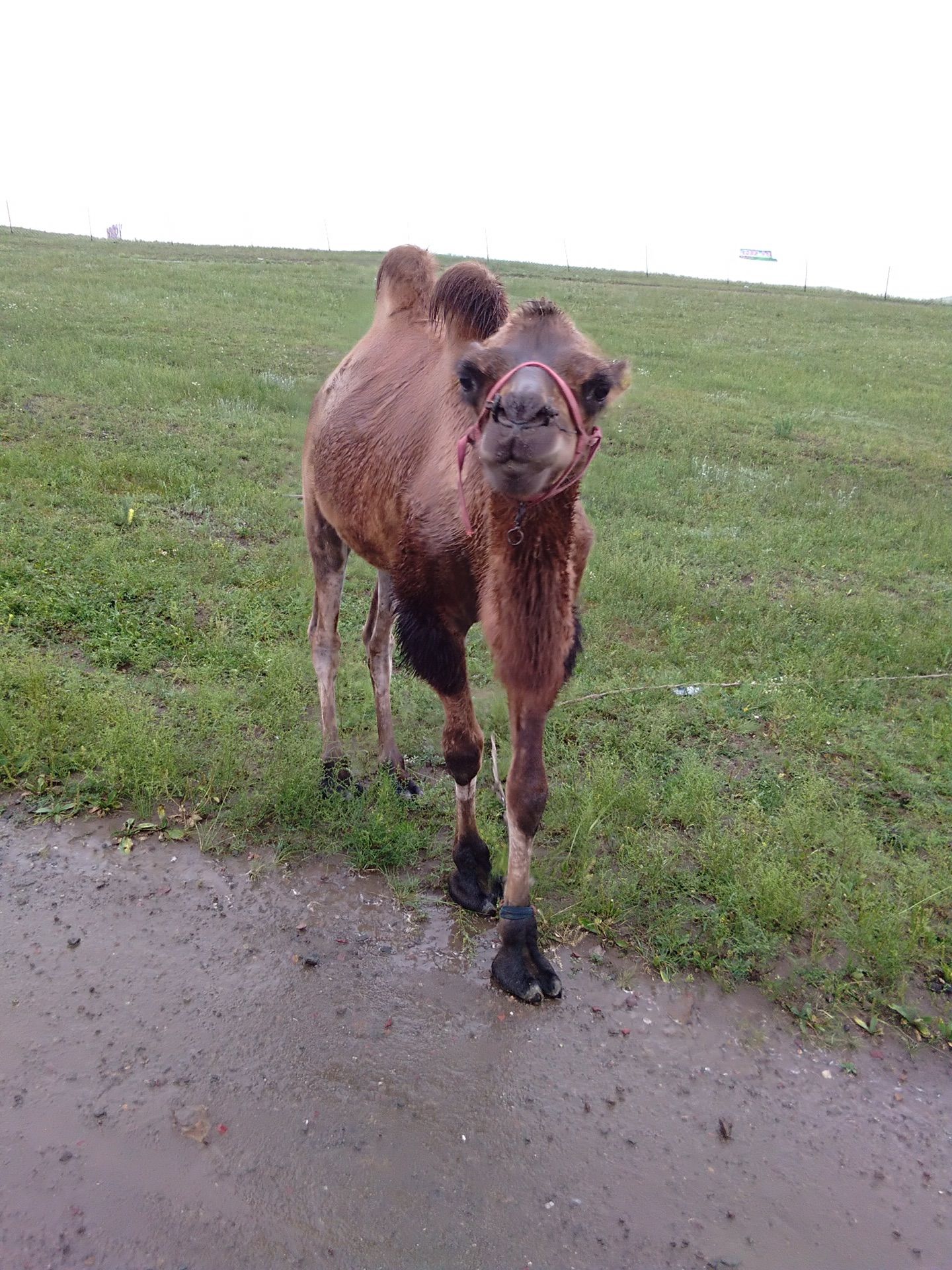 河北豐寧壩上草原