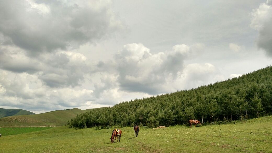 豐寧壩上草原,豐寧京北草原