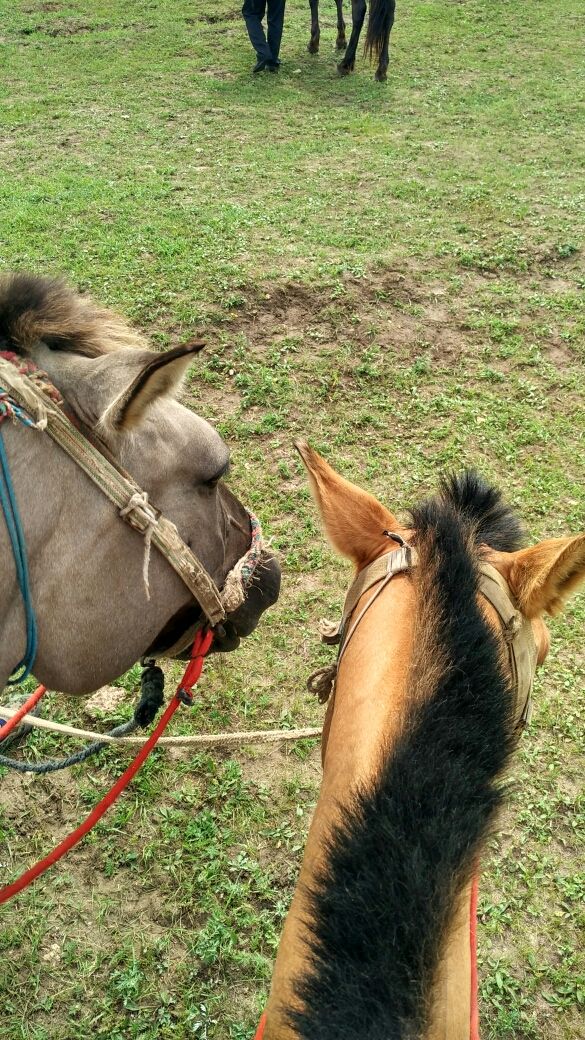 豐寧壩上草原,豐寧京北草原
