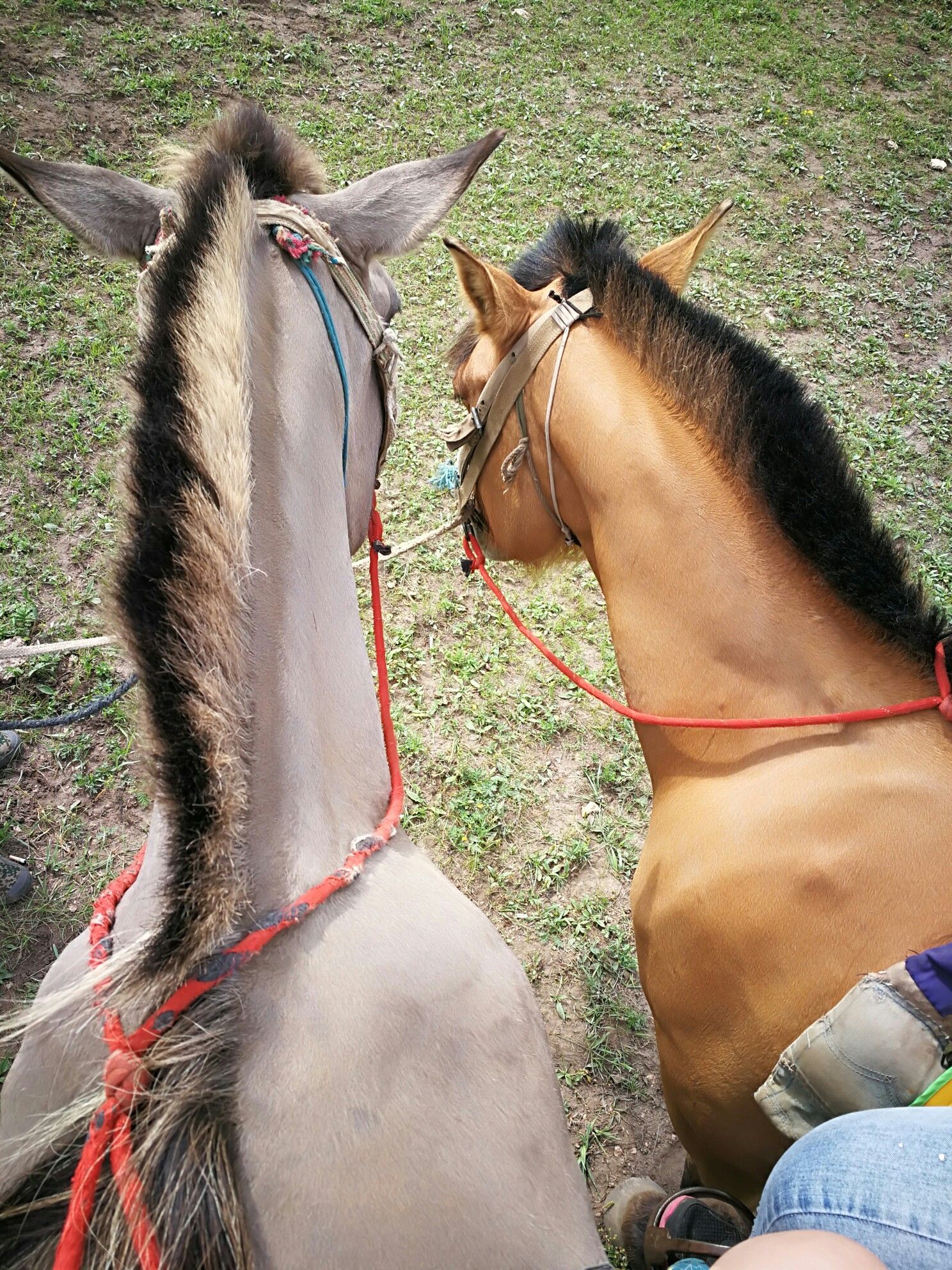 豐寧壩上草原,豐寧京北草原
