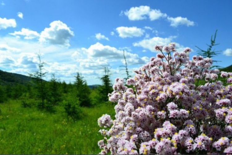 我們最近的天堂之地—壩上草原行