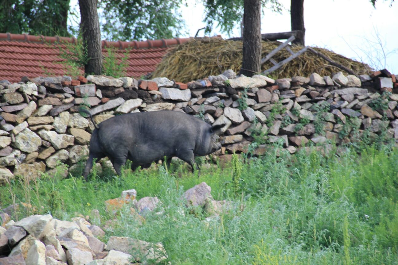 豐寧壩上草原,豐寧京北草原
