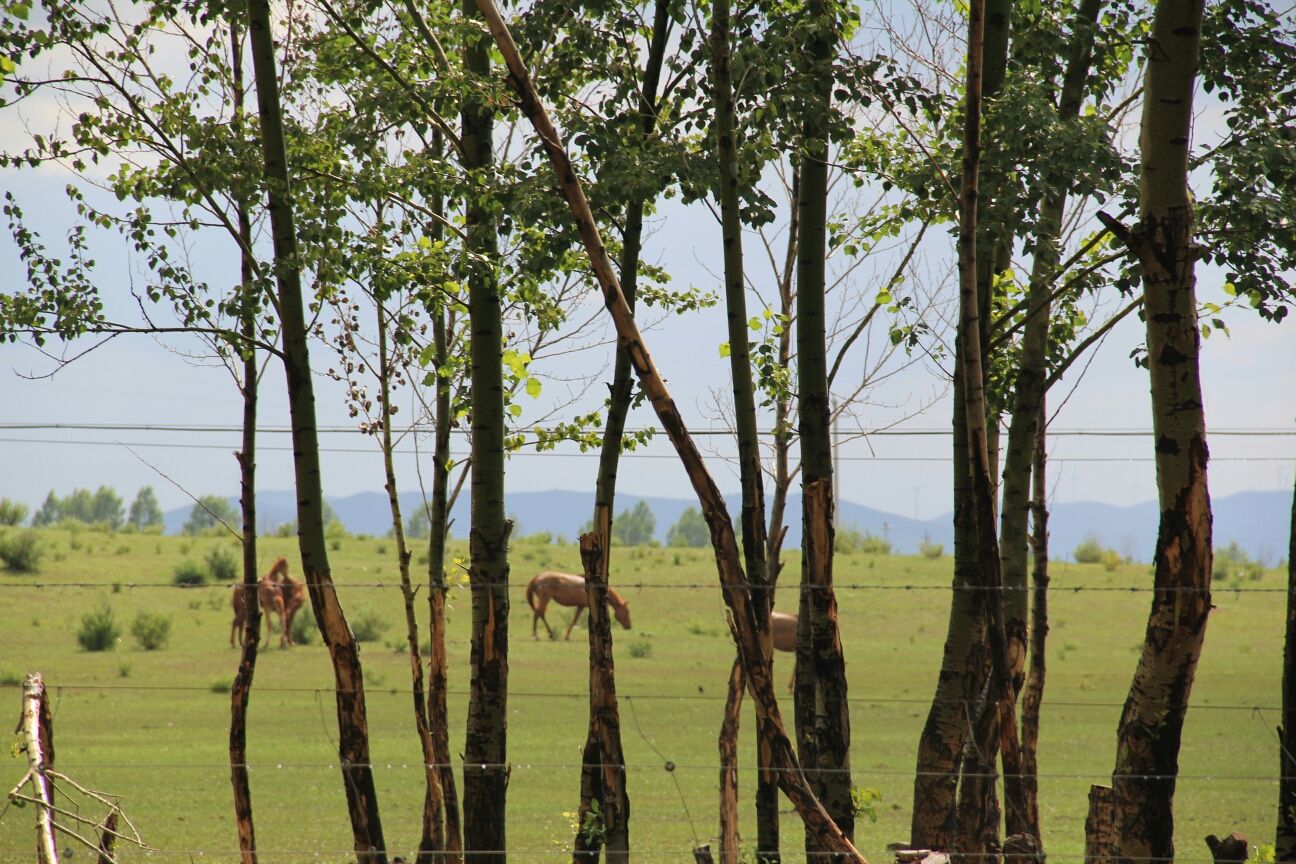 豐寧壩上草原,豐寧京北草原