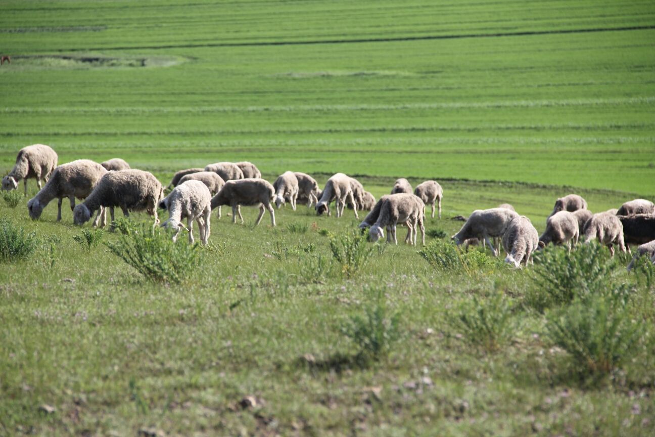 豐寧壩上草原,豐寧京北草原