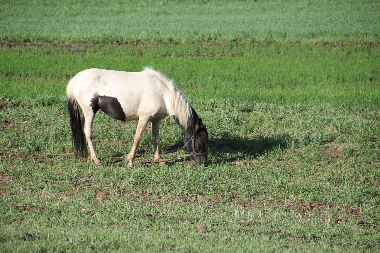 豐寧壩上草原,豐寧京北草原