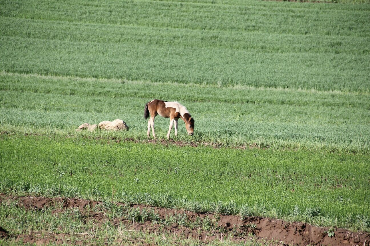 豐寧壩上草原,豐寧京北草原