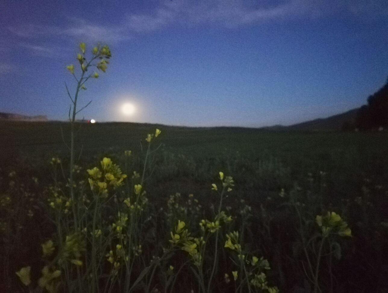 豐寧壩上草原,豐寧京北草原