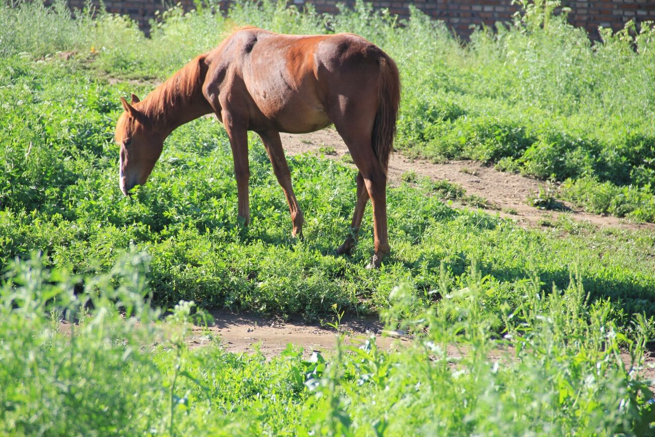 豐寧壩上草原,豐寧京北草原
