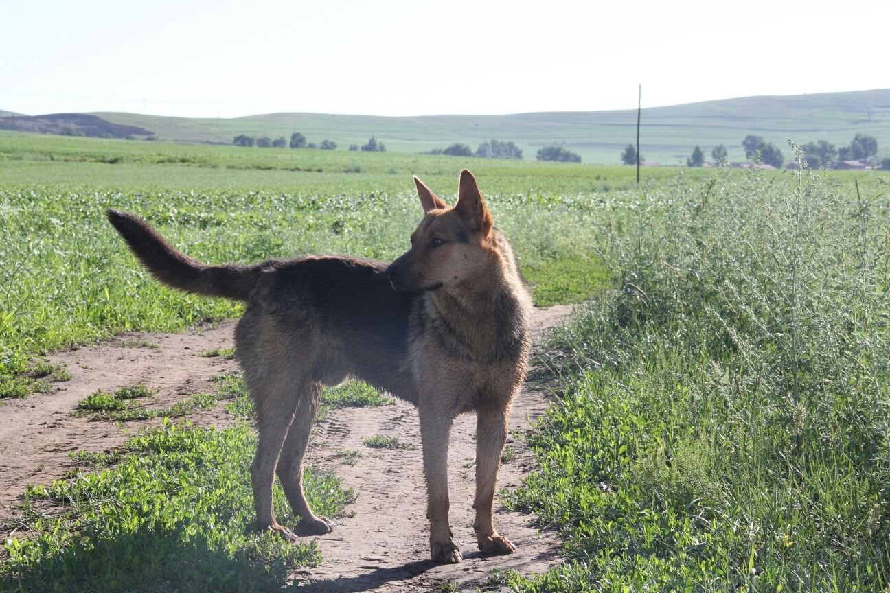 豐寧壩上草原,豐寧京北草原