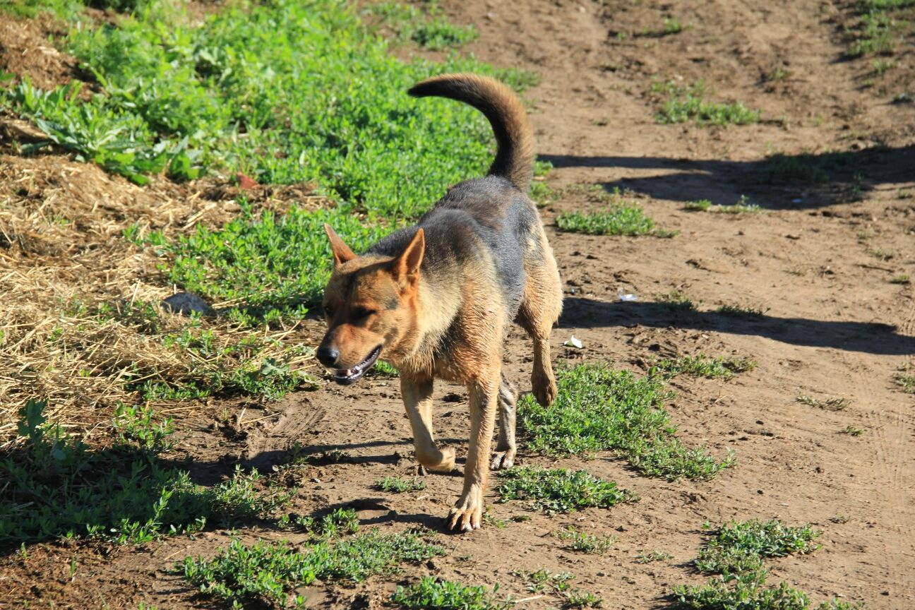 豐寧壩上草原,豐寧京北草原