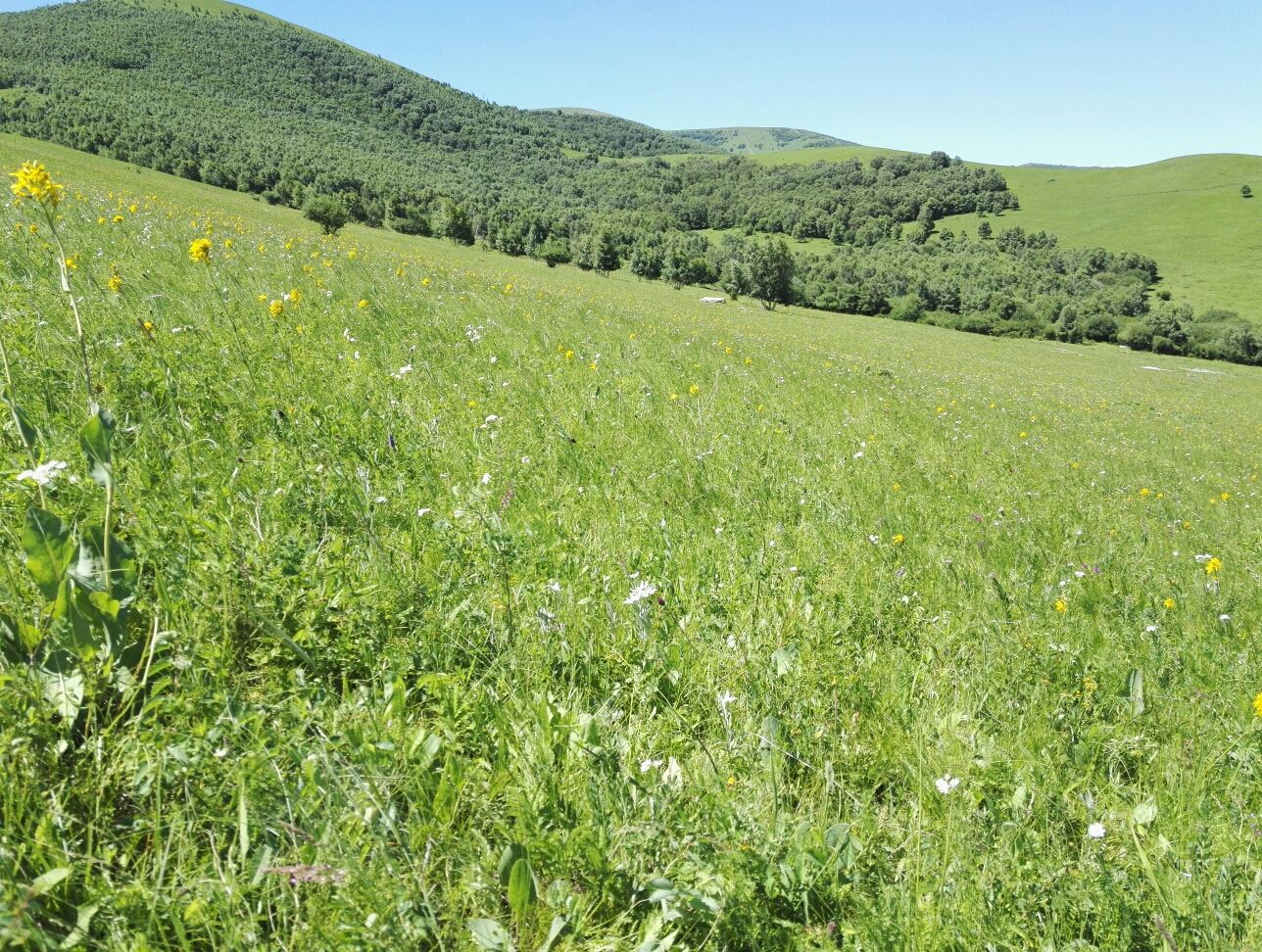 豐寧壩上草原,豐寧京北草原