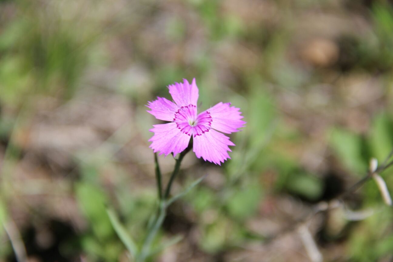 豐寧壩上草原,豐寧京北草原