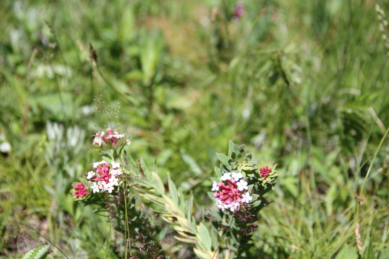 豐寧壩上草原,豐寧京北草原