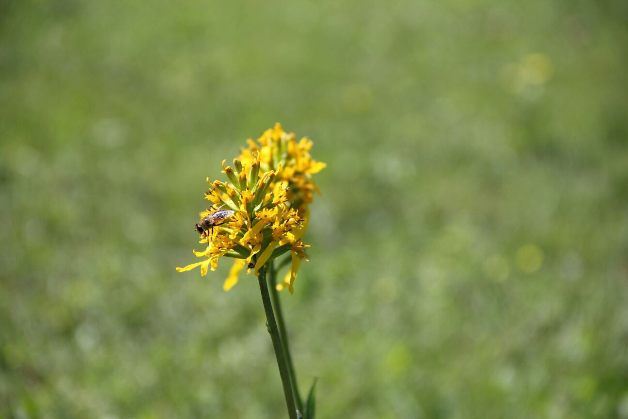 豐寧壩上草原,豐寧京北草原