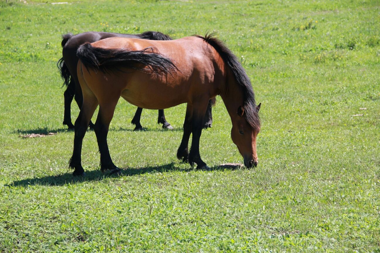 豐寧壩上草原,豐寧京北草原