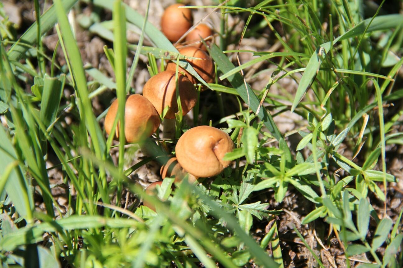 豐寧壩上草原,豐寧京北草原