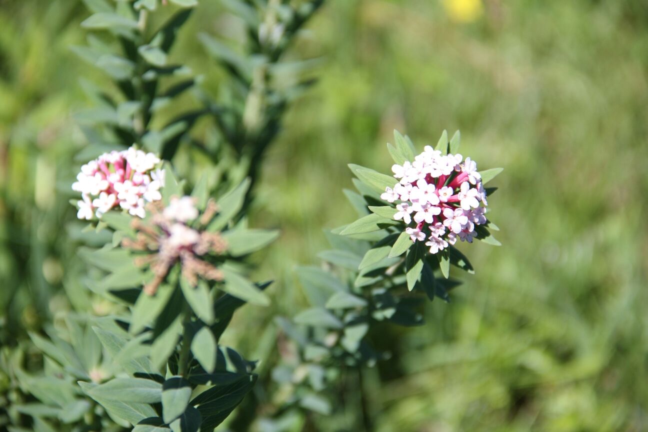 豐寧壩上草原,豐寧京北草原
