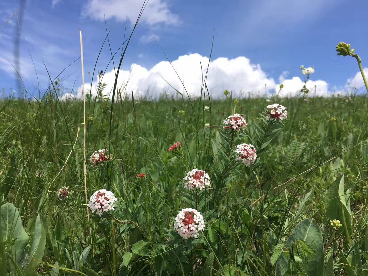 豐寧壩上草原,豐寧京北草原