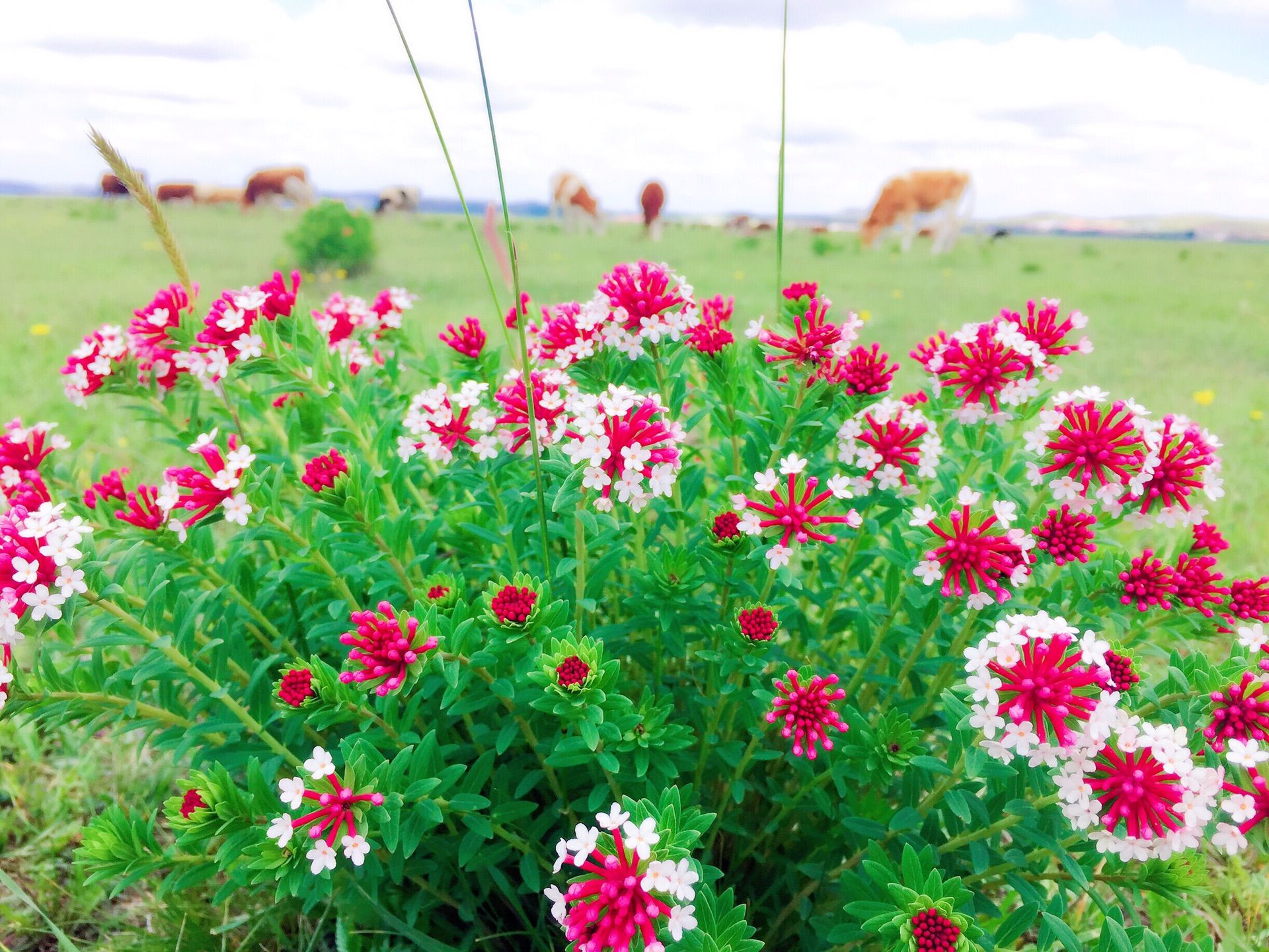 豐寧壩上草原,豐寧京北草原