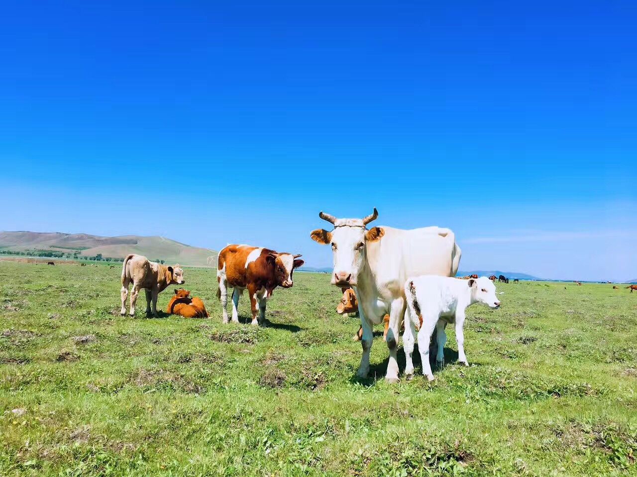 豐寧壩上草原,豐寧京北草原