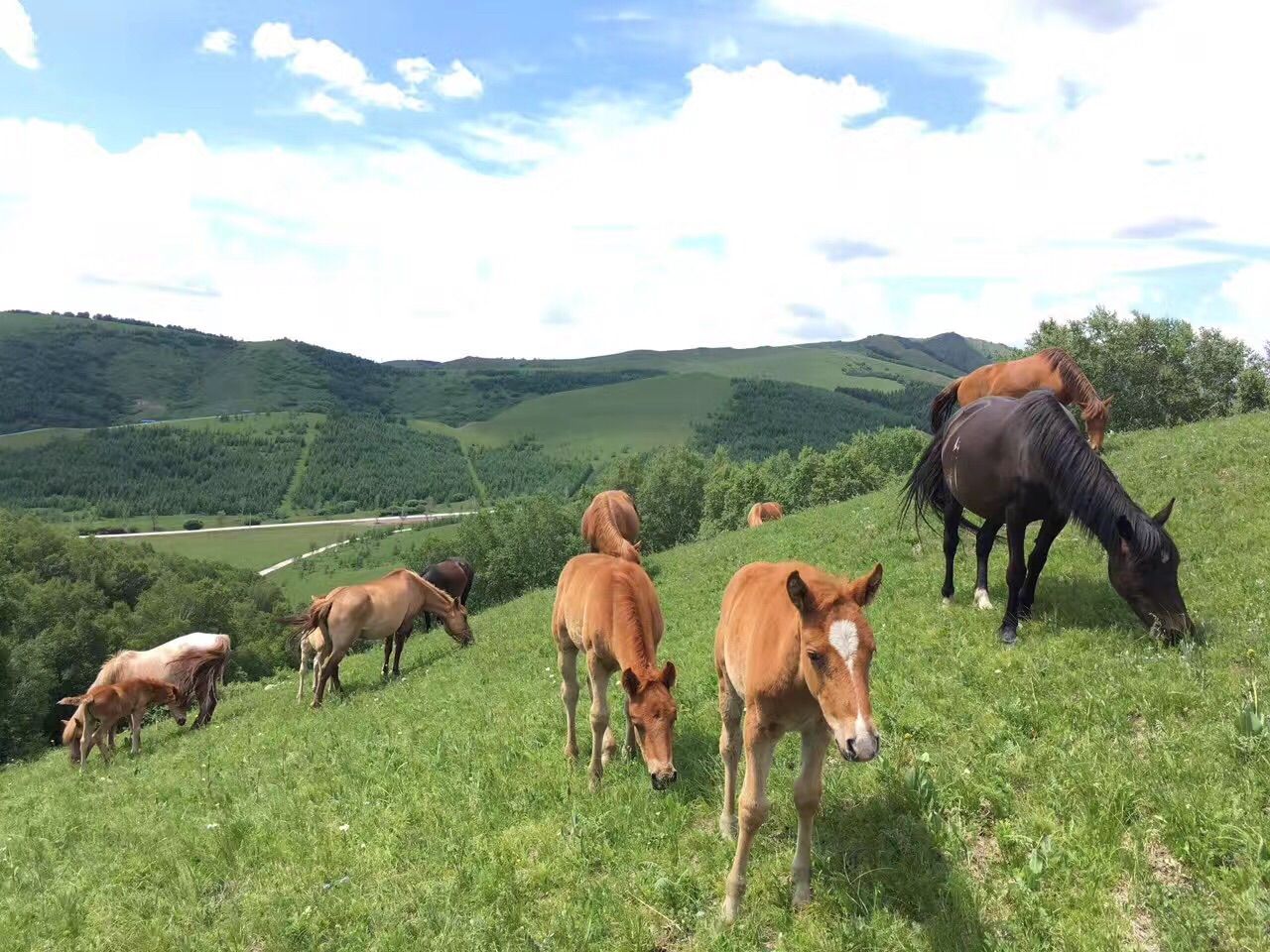 豐寧壩上草原,豐寧京北草原