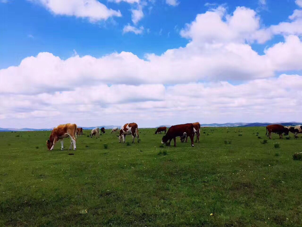 豐寧壩上草原,豐寧京北草原