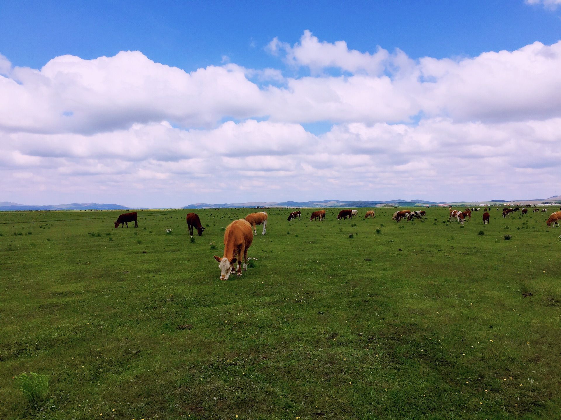 豐寧壩上草原,豐寧京北草原