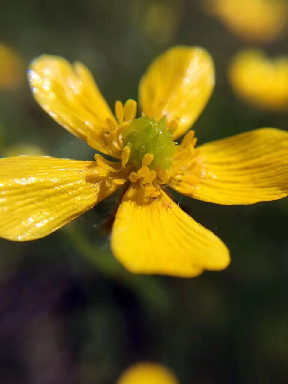 豐寧壩上草原,豐寧京北草原