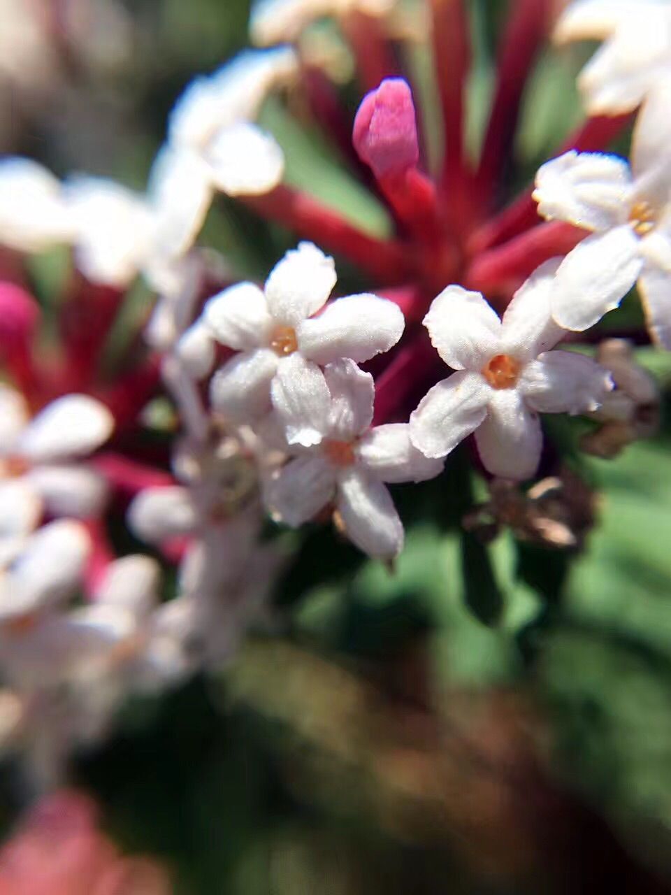 豐寧壩上草原,豐寧京北草原