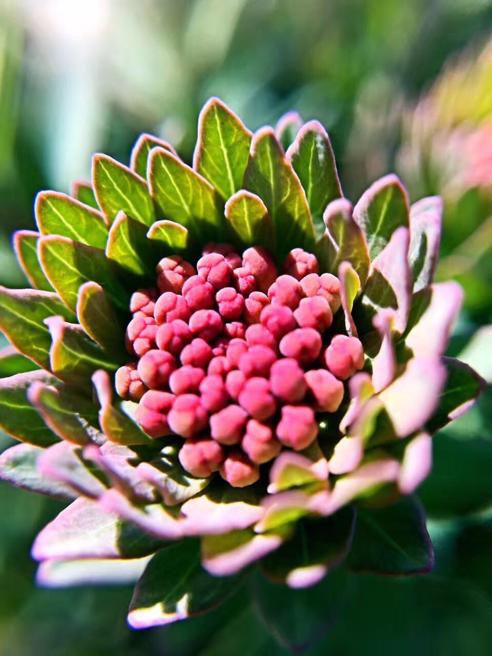 豐寧壩上草原,豐寧京北草原