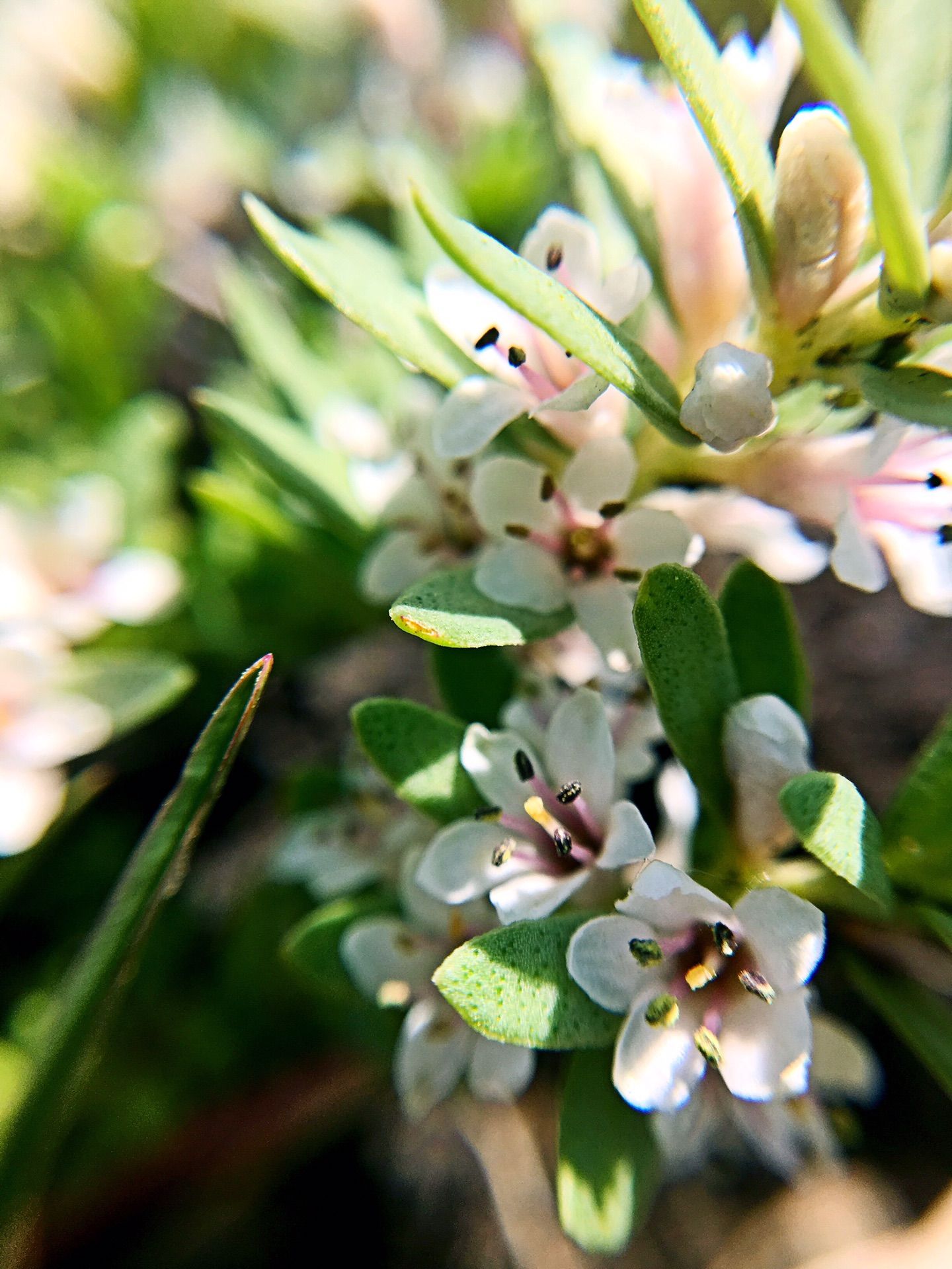 豐寧壩上草原,豐寧京北草原