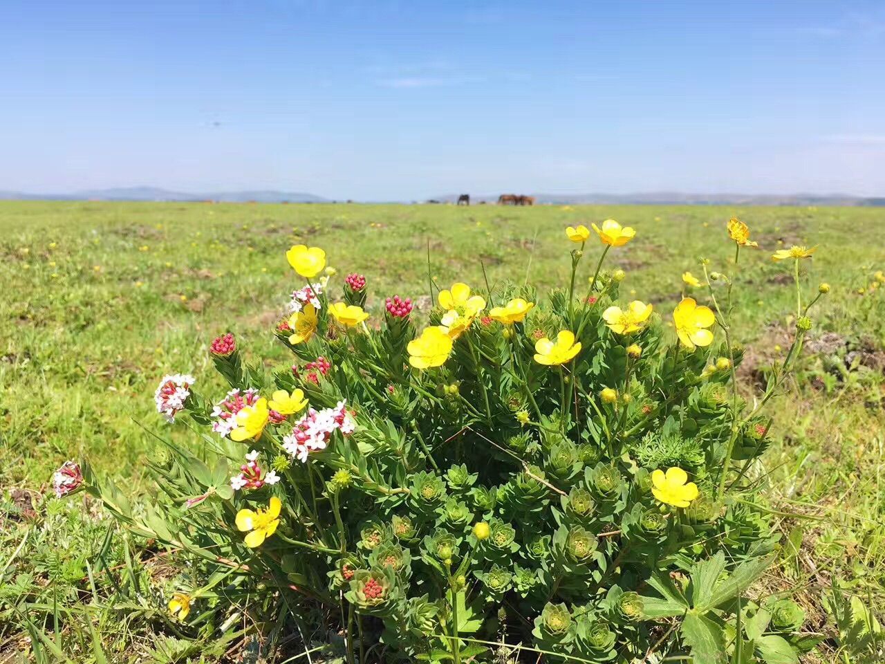 豐寧壩上草原,豐寧京北草原