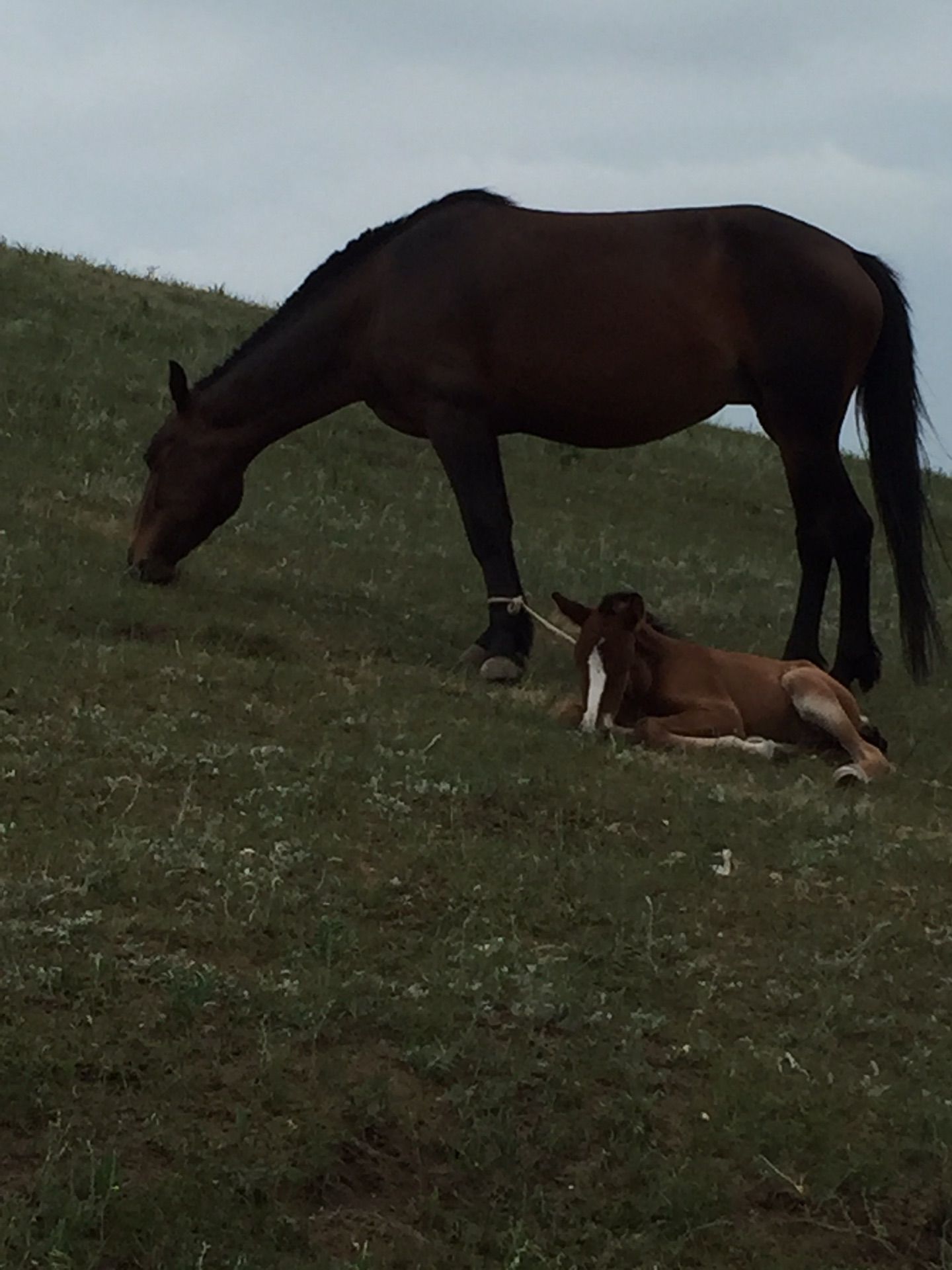 豐寧壩上草原,豐寧京北草原