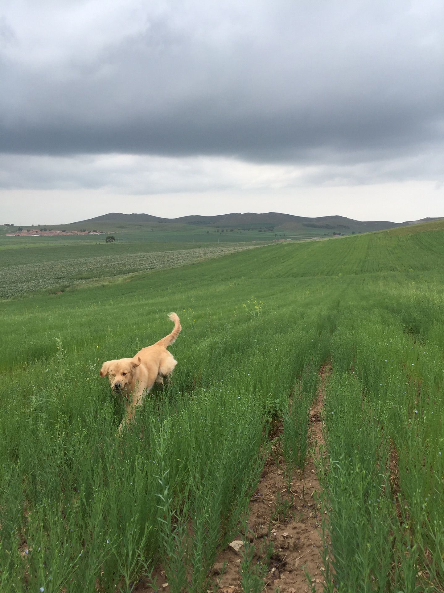豐寧壩上草原,豐寧京北草原