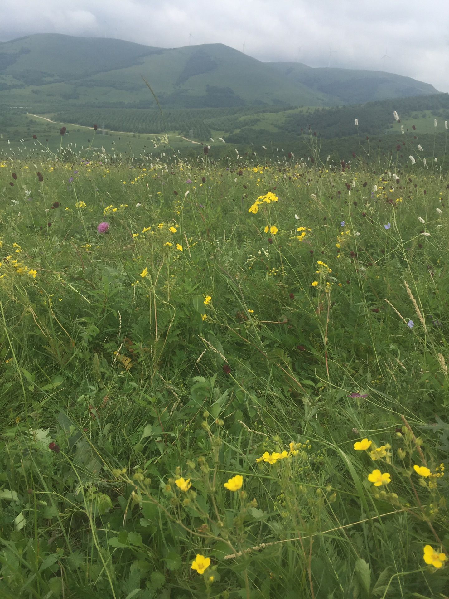 豐寧壩上草原,豐寧京北草原