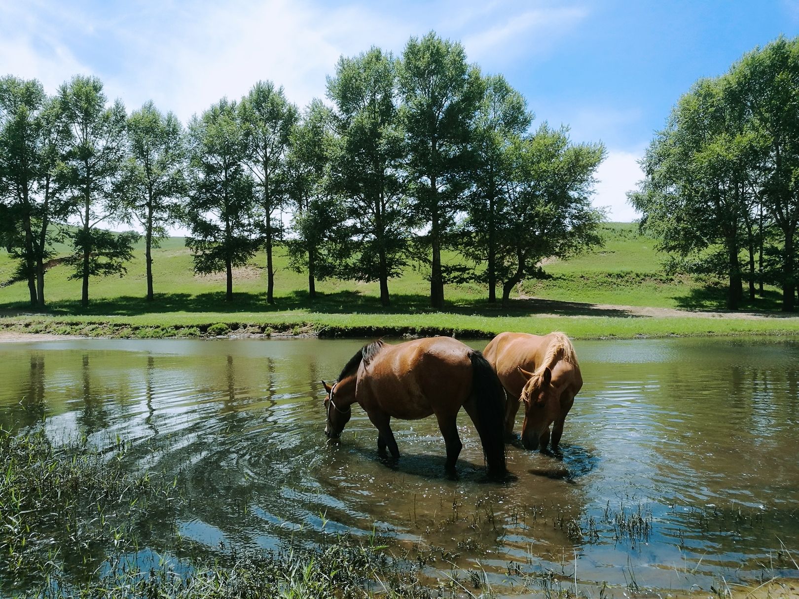 豐寧壩上草原,豐寧京北草原