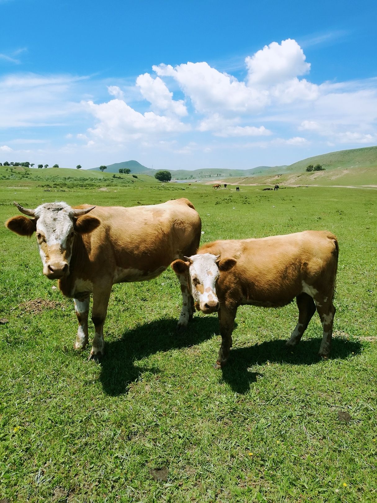 豐寧壩上草原,豐寧京北草原