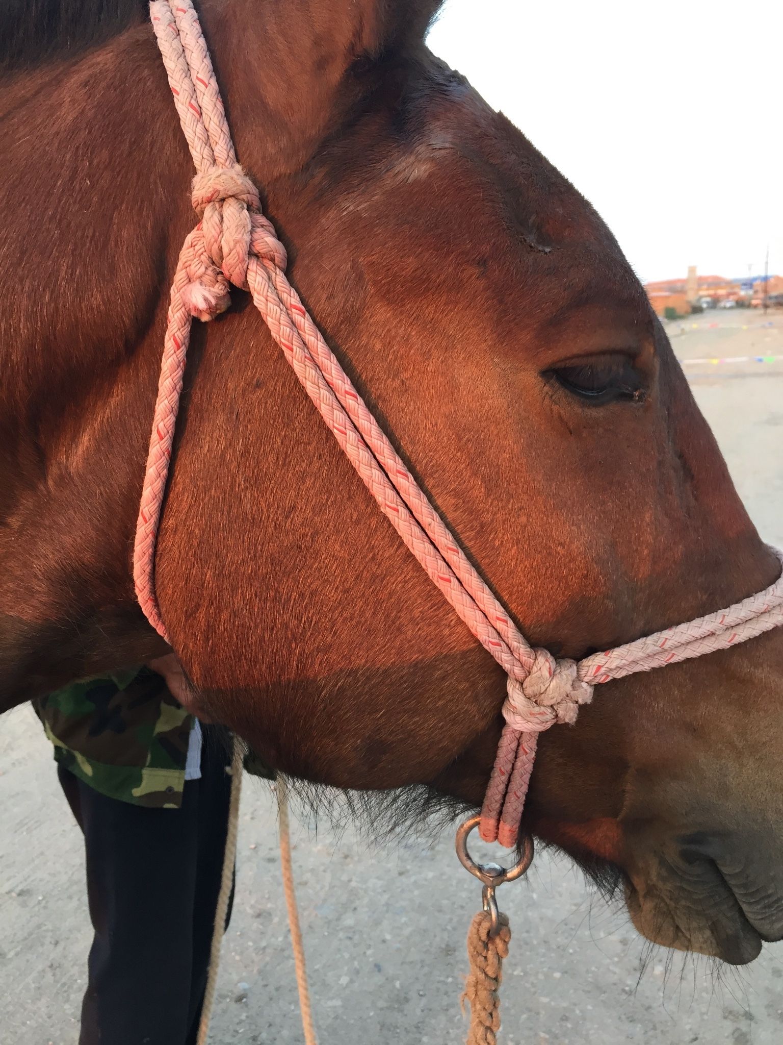 豐寧壩上草原,豐寧京北草原