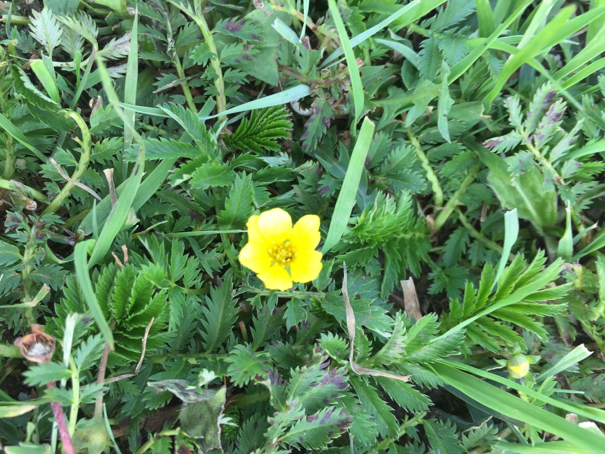 豐寧壩上草原,豐寧京北草原
