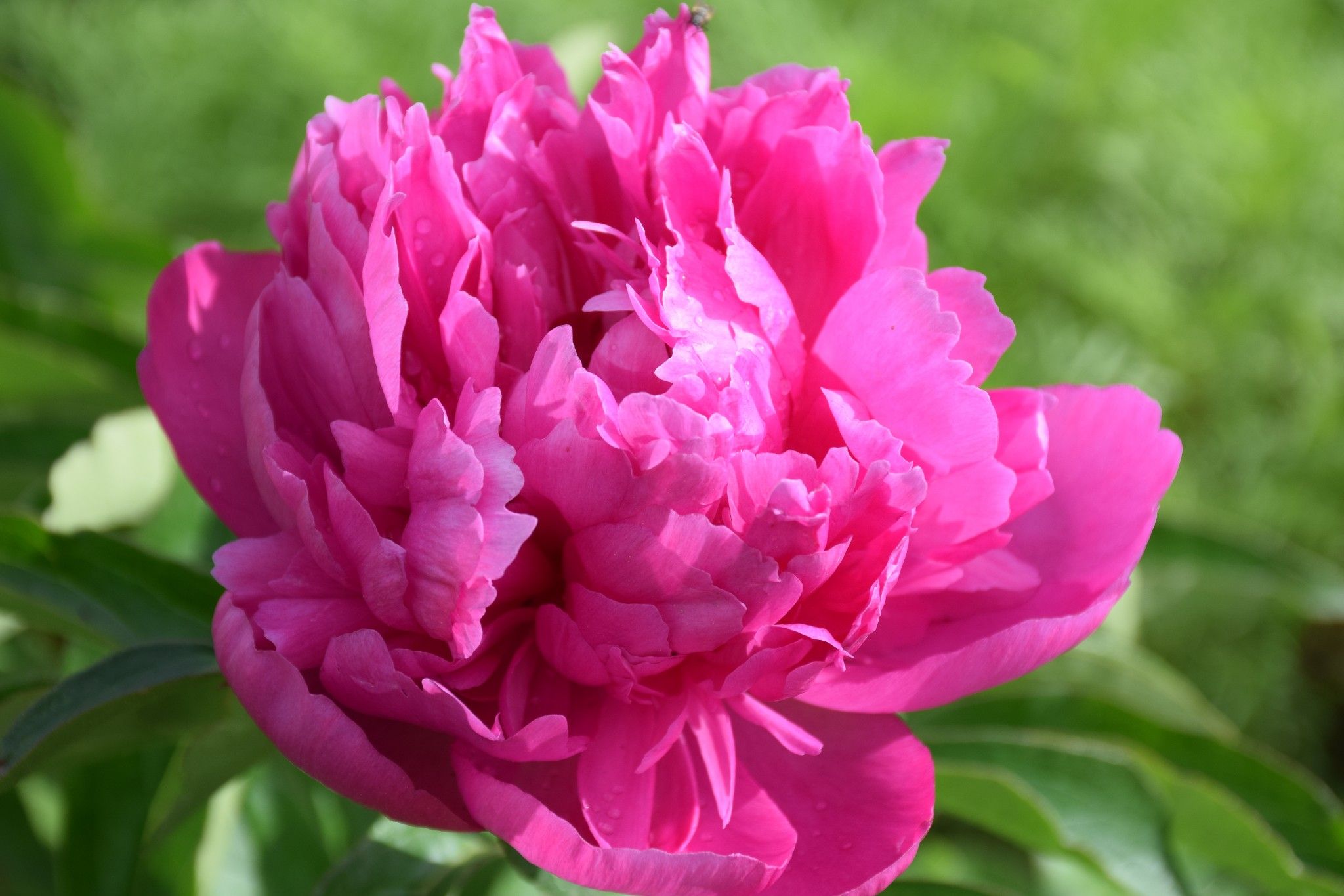 清涼壩上草原行