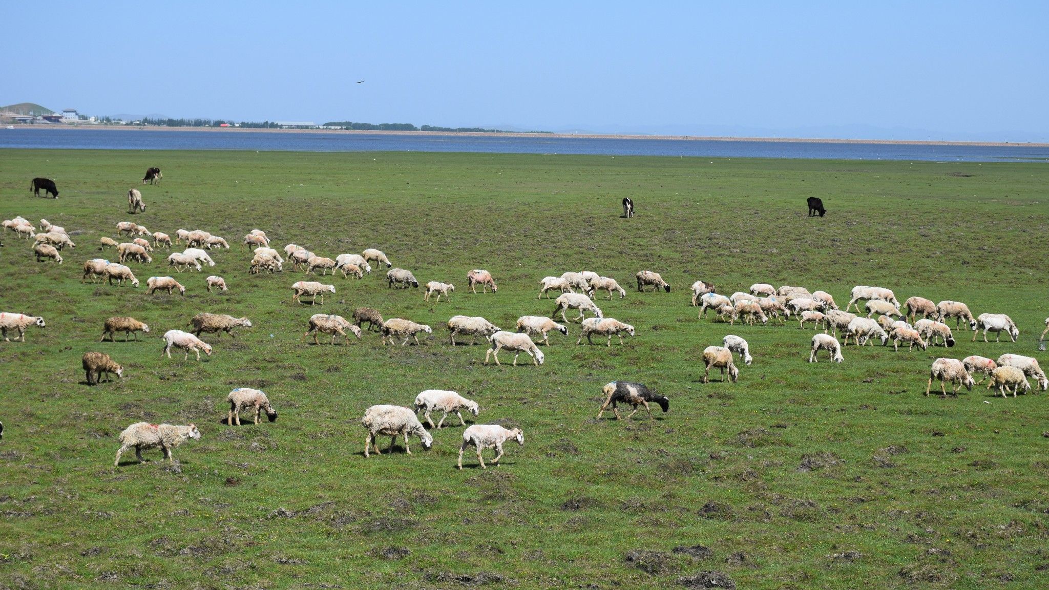 清涼壩上草原行