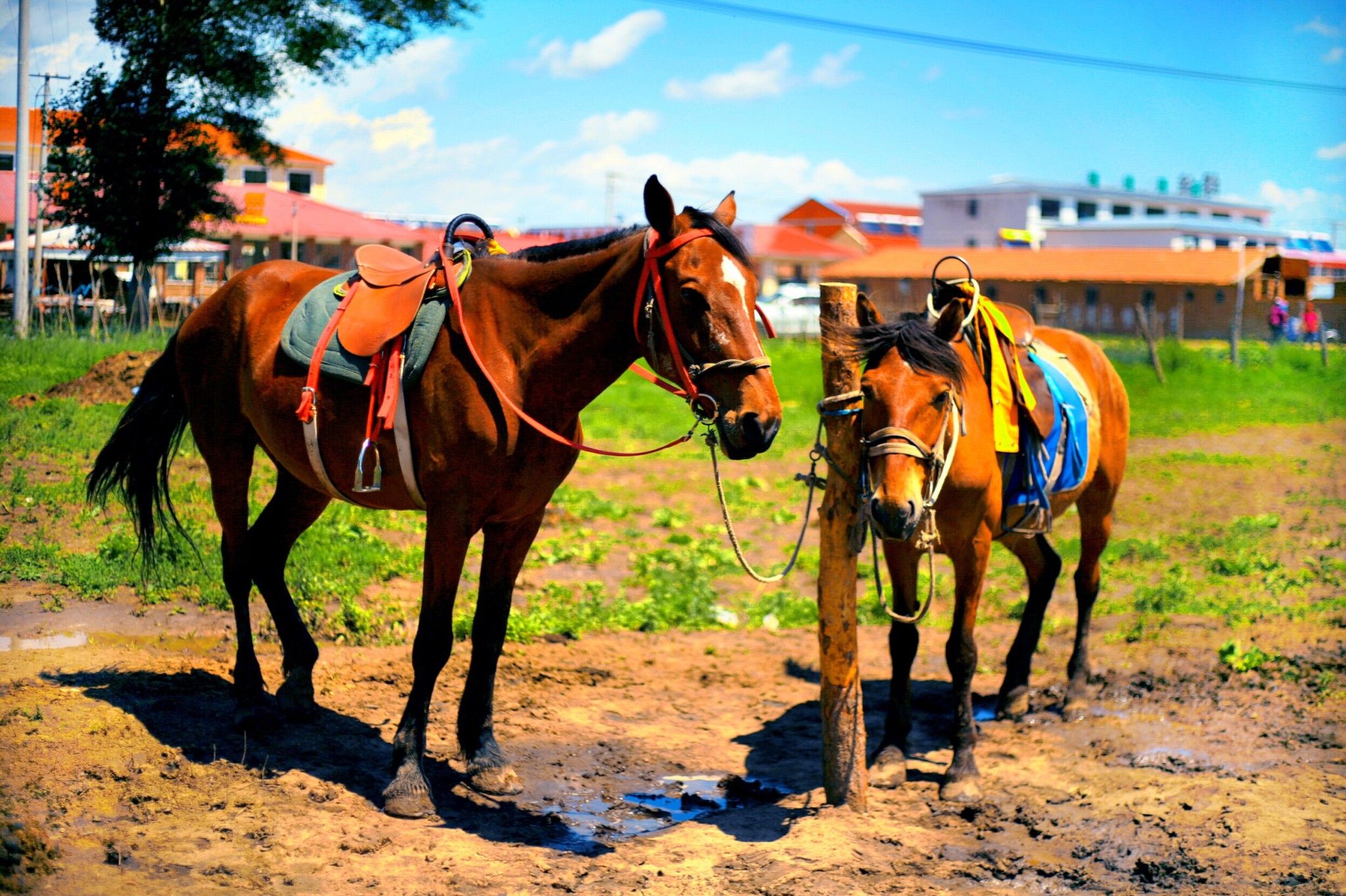 豐寧京北第一草原