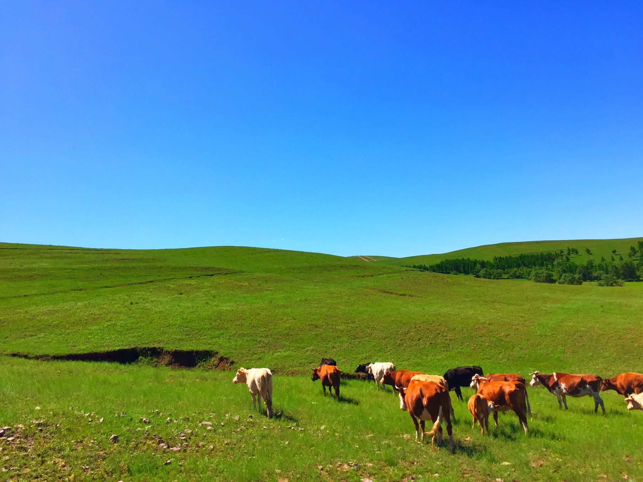 豐寧京北第一草原