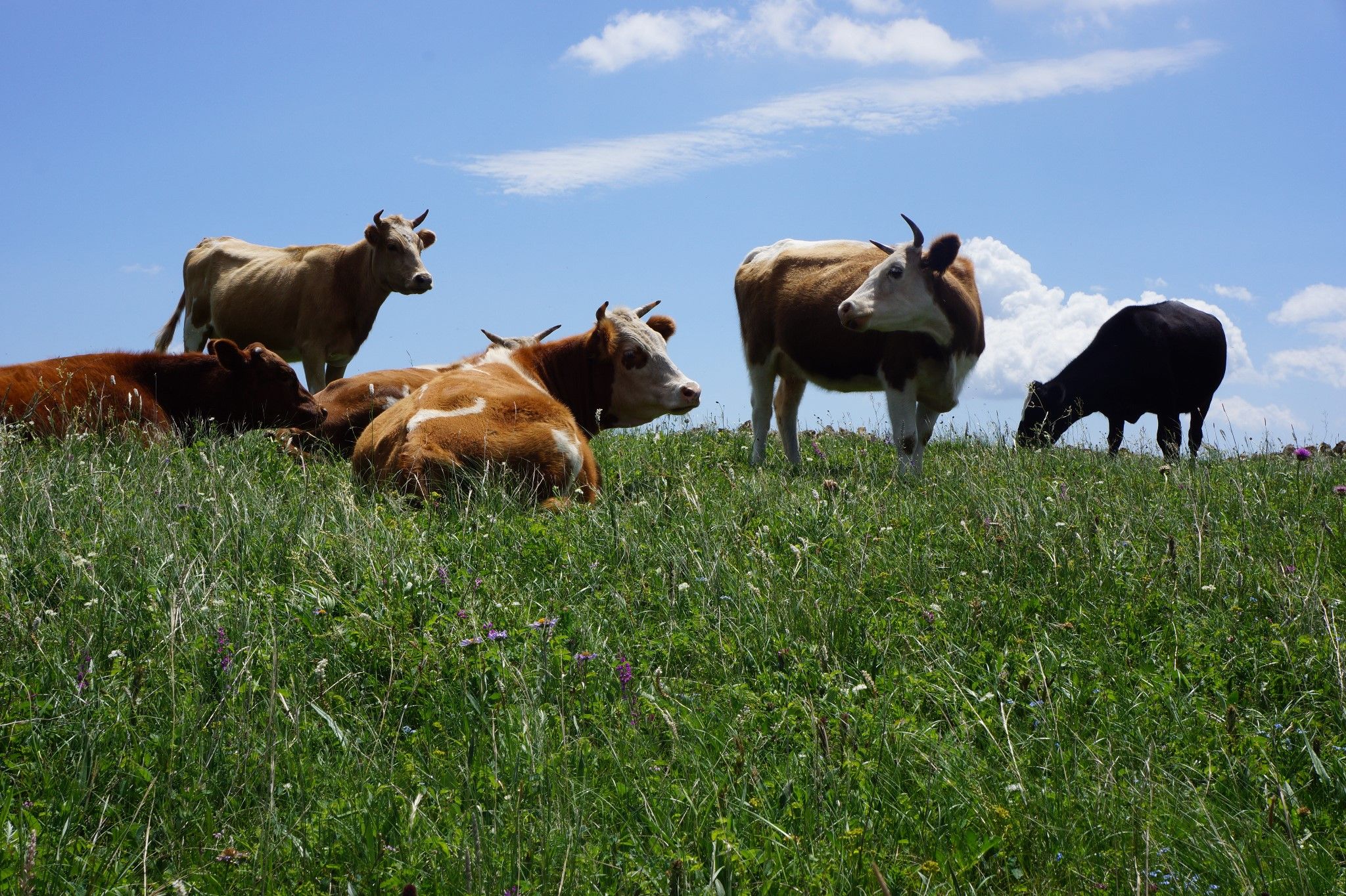 豐寧壩上草原,豐寧京北草原