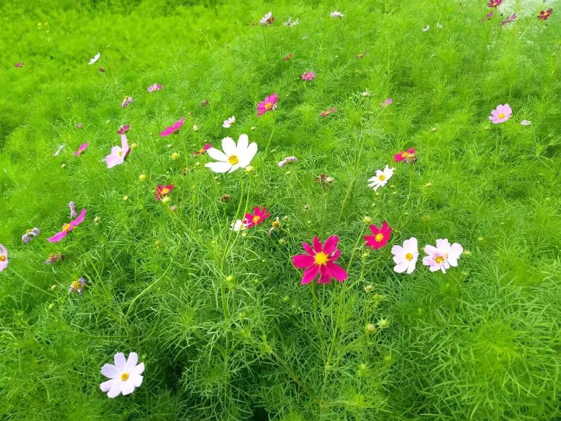 豐寧壩上草原,豐寧京北草原