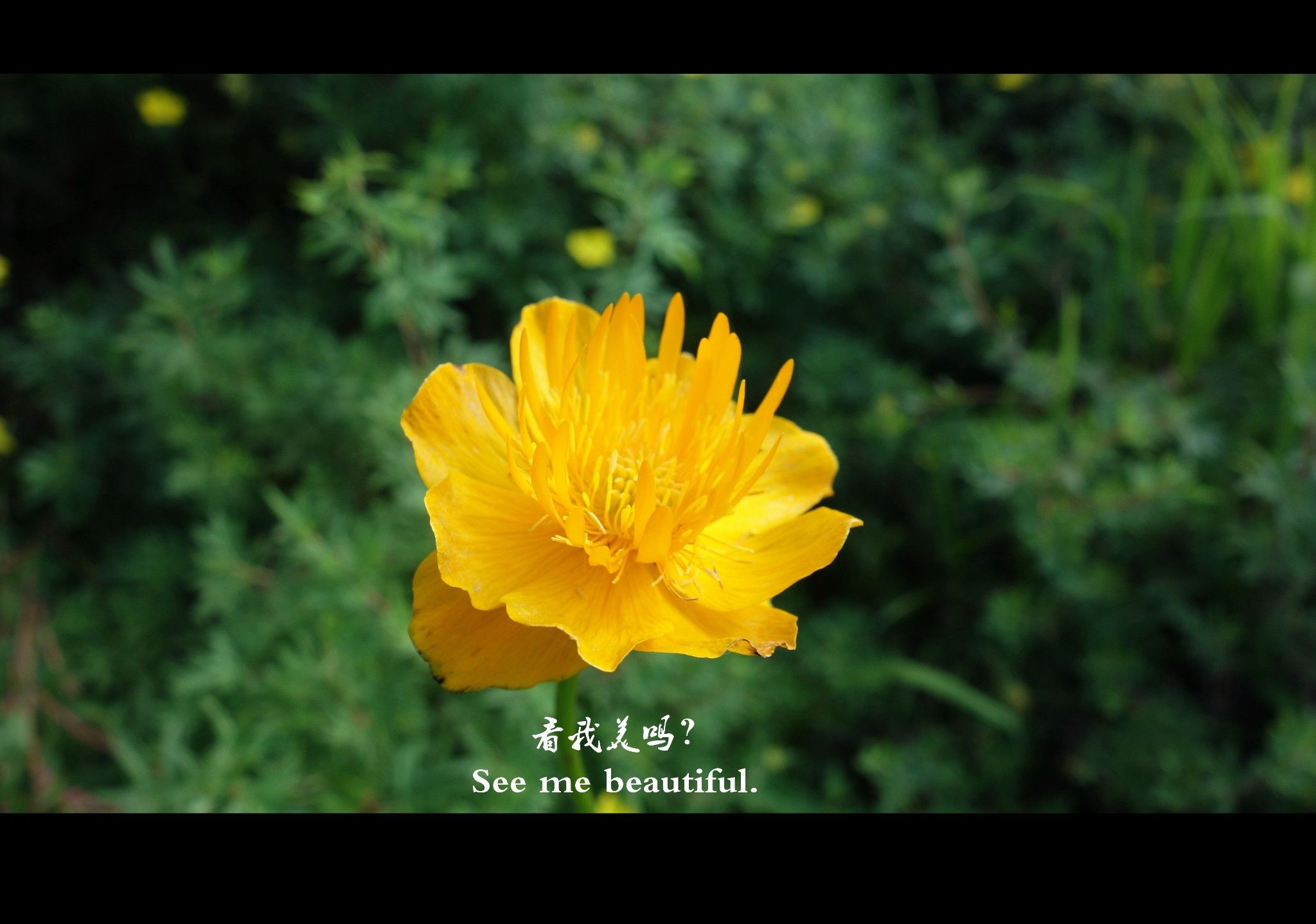 豐寧壩上草原,豐寧京北草原